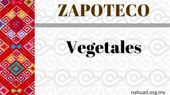 Zapoteco- Diccionario – Vegetales