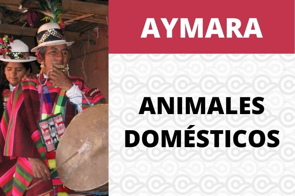 ANIMALES DOMESTICOS