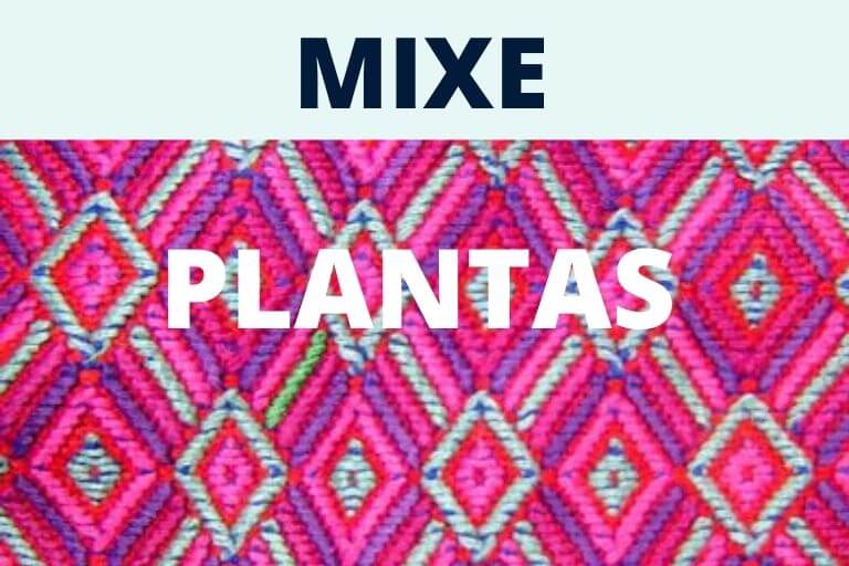 PLANTAS MIXE